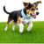 PetTribes Collier classique chien - Cuir synthétique confortable - L