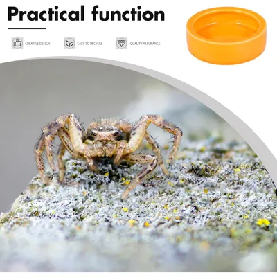 PetTribes Céramique Reptile - Sécuritaire & 2Pcs - 7x2.1cm