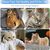 PetTribes Baguette Interactive avec Ruban pour Chat