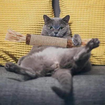 PetTribes Bâtons dentaires chat - Silvervine durable pour dents saines