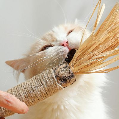 PetTribes Bâtons dentaires chat - Silvervine durable pour dents saines