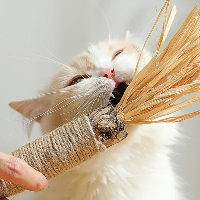 PetTribes Bâtons dentaires chat - Silvervine durable pour dents saines