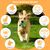 PetTribes Jouet à Mâcher avec Porte-Stick pour Chien - Nettoyant Dentaire