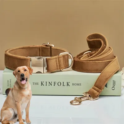 PetTribes Collier et Laisse Réglable pour Chien