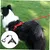 PetTribes Harnais Lasso Ajustable pour Grands Chiens - Sécurisé