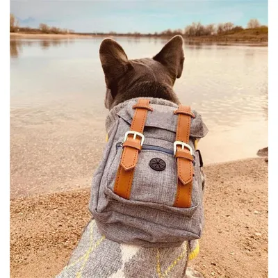 PetTribes Welpen-Rucksackgeschirr - Leicht & praktisch für Wanderungen