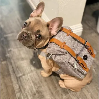 PetTribes Welpen-Rucksackgeschirr - Leicht & praktisch für Wanderungen