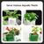 PetTribes Paniers Aquatiques Réglables pour Plantes