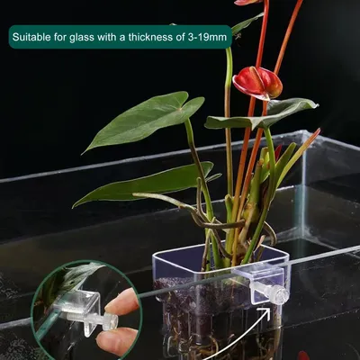 PetTribes Support pour plantes d'aquarium - 2 pièces acrylique transparent