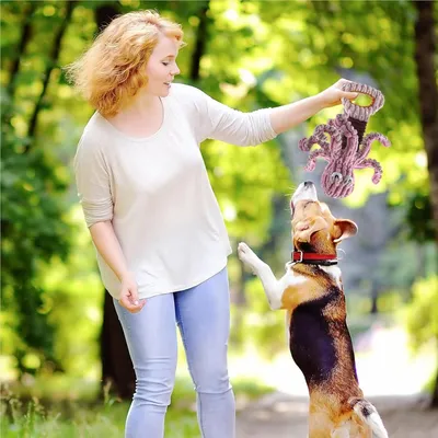 PetTribes Jouet d'Intelligence Silencieux à Anneaux Colorés