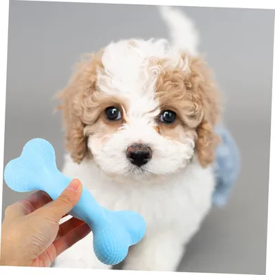 PetTribes Jouet à mâcher pour chien agressif - Stimule instinct chasse