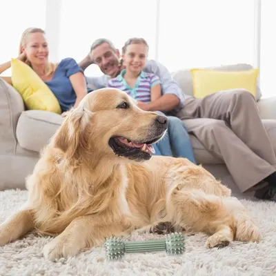 PetTribes Jouet à Mâcher Interactif et Résistant