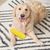 PetTribes Jouet Maïs pour Chien - Nettoyant Dentaire & Son Amusant