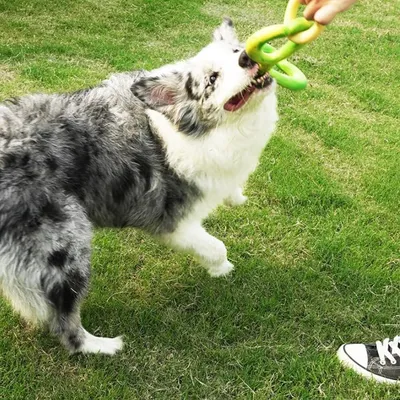 PetTribes Jouet Dur Anti-Anxiété pour Chien