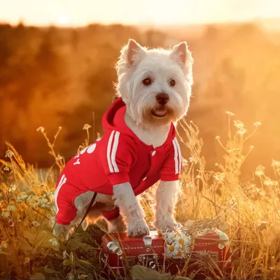 PetTribes Veste Chaude Capuche pour Petit Chien