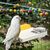 PetTribes Mangeoire Suspendue et Aire de Jeux pour Oiseaux et Petits