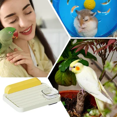 PetTribes Mangeoire Suspendue et Aire de Jeux pour Oiseaux et Petits