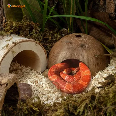 PetTribes Abri Naturel en Noix de Coco pour Reptiles et Crabes - Terrarium