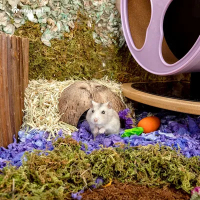 PetTribes Abri Naturel en Noix de Coco pour Reptiles et Crabes - Terrarium