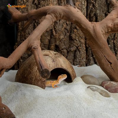 PetTribes Abri Naturel en Noix de Coco pour Reptiles et Crabes - Terrarium