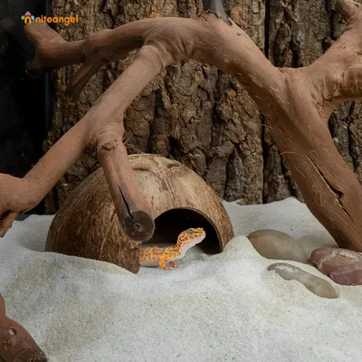 PetTribes Abri Naturel en Noix de Coco pour Reptiles et Crabes - Terrarium