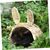 PetTribes Nid Tressé Lapin - Chaud Hiver & Frais Été