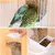 PetTribes Dispensador automático para loros