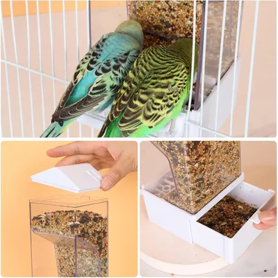 PetTribes Dispensador automático para loros