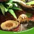 PetTribes 2 bols reptiles - Nourriture & eau pour tortues