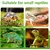 PetTribes 2 bols reptiles - Nourriture & eau pour tortues