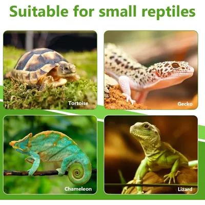 PetTribes 2 bols reptiles - Nourriture & eau pour tortues