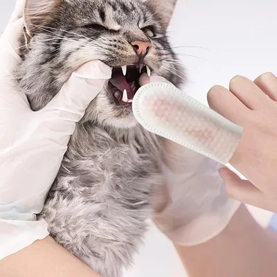 PetTribes Lingettes Humides pour Chien - Nettoyage Rapide et Pratique