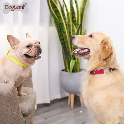 PetTribes Collier chien/chat réglable - Anti-étranglement (L, Bleu/Jaune)