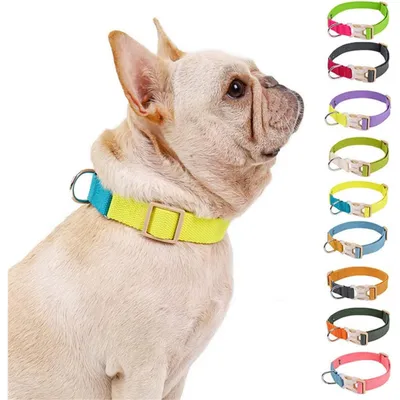 PetTribes Collier chien/chat réglable - Anti-étranglement (M, Bleu/Jaune)
