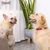 PetTribes Collier chien/chat réglable - Anti-étranglement (M, Bleu/Jaune)