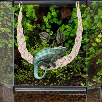 PetTribes Jouets en vigne pour reptiles - Naturels & sûrs