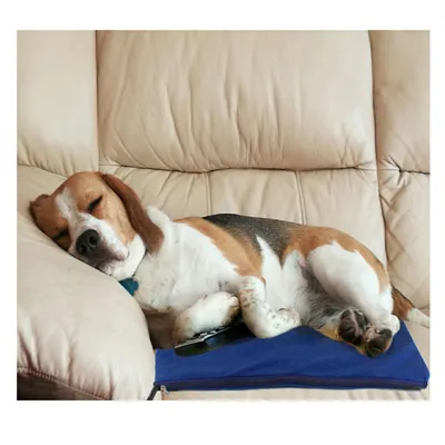 IntiMeg Coussin chauffant électrique pour chien avec minuterie