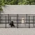 vidaXL Cage spacieuse pour chien