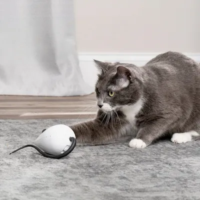 Zoomtopia Jouet interactif automatique pour chat