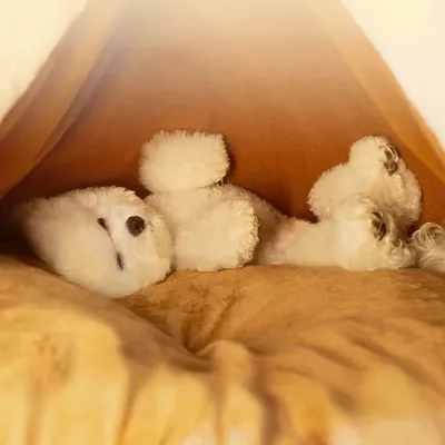 Zoomtopia Lit de grotte pour chat