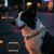 Zoomtopia Collier Airtag pour chien
