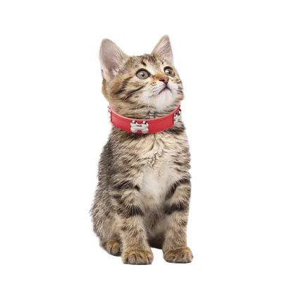 Zoomtopia Collier en cuir pour chien