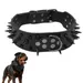 Zoomtopia Hundehalsband