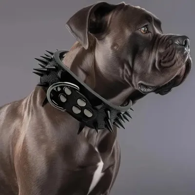Zoomtopia Collier pour chien