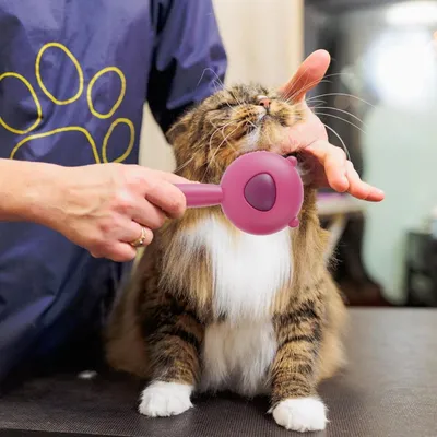Zoomtopia Brosse de toilettage pour chat