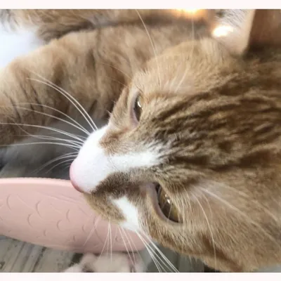 Zoomtopia Brosse de massage pour la langue des animaux