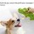 Zoomtopia Jouet chirriant en peluche pour chien