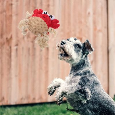 Jouet couineur à mâcher en forme de crabe pour chien