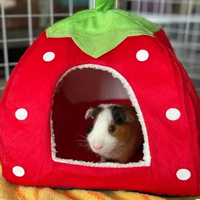 Zoomtopia Maison pour cochon d'Inde