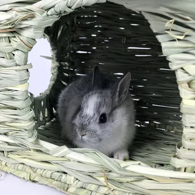 Zoomtopia Maison de lapin en rotin